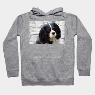 cavalier king charles spaniel black and white second Hoodie